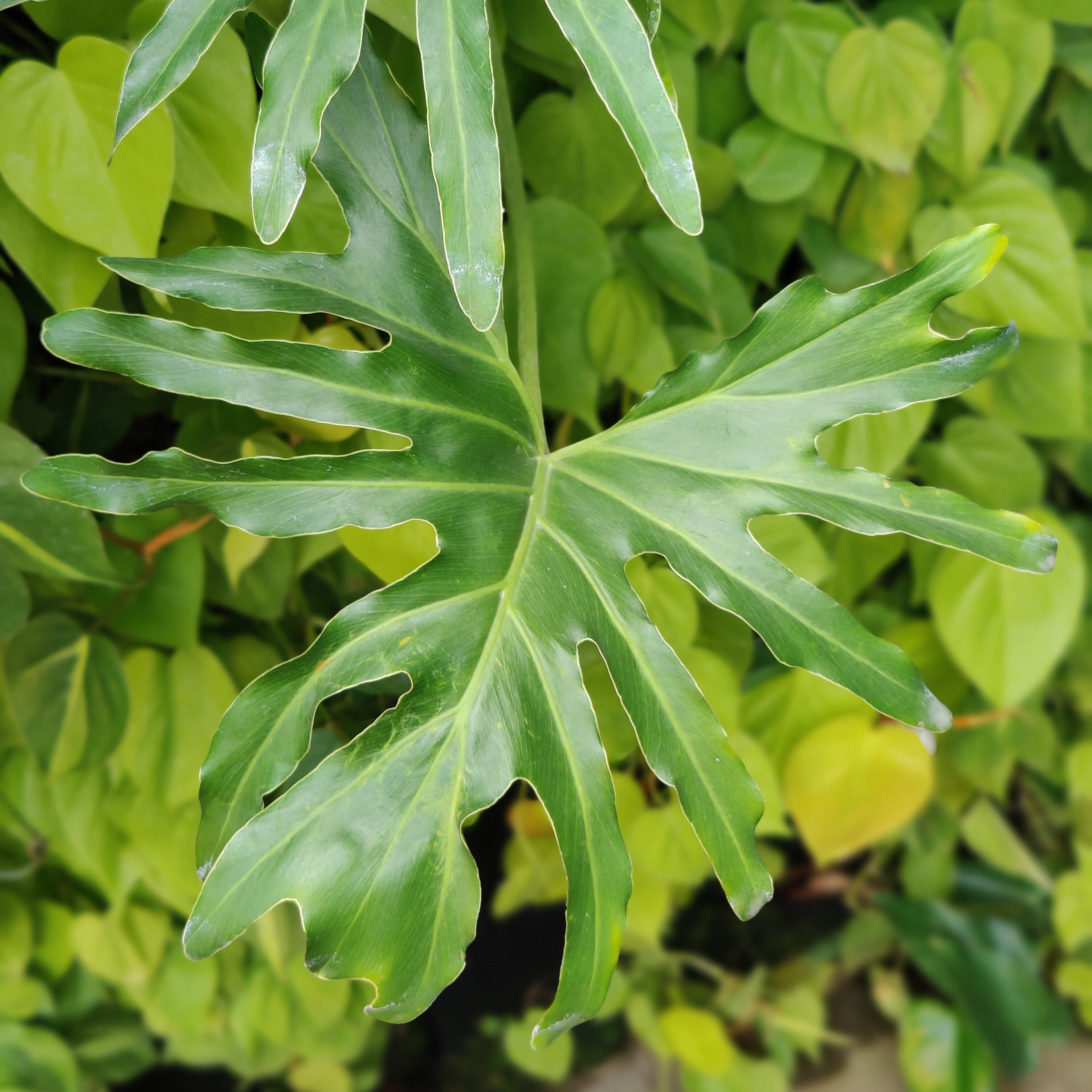 May Flowers Horticulture Installation 114
